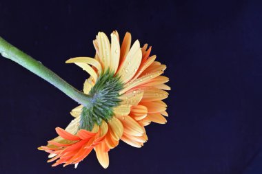 Siyah arka planda güzel Gerbera çiçeği