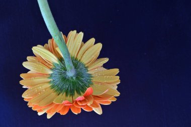 Koyu arkaplanda güzel turuncu gerbera çiçeğinin yakın plan görüntüsü