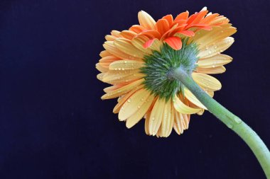 Koyu arkaplanda güzel turuncu gerbera çiçeğinin yakın plan görüntüsü