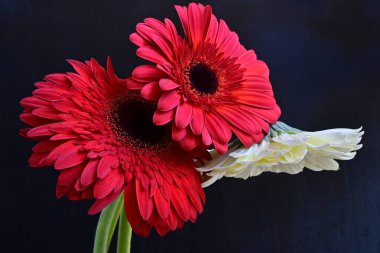 Güzel Gerbera çiçekleri koyu arkaplanda yakın görünüm 