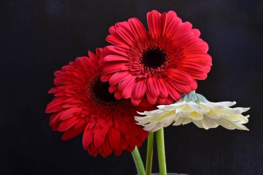 Güzel Gerbera çiçekleri koyu arkaplanda yakın görünüm 