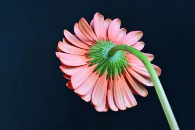 Güzel Gerbera çiçeği. Koyu arkaplanda yakın görünüm. 