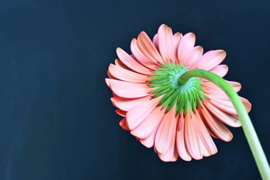 Güzel Gerbera çiçeği. Koyu arkaplanda yakın görünüm. 