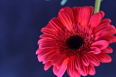 Koyu arkaplanda güzel kırmızı Gerbera çiçeğinin yakın plan görüntüsü