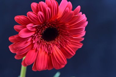 Koyu arkaplanda güzel kırmızı Gerbera çiçeğinin yakın plan görüntüsü