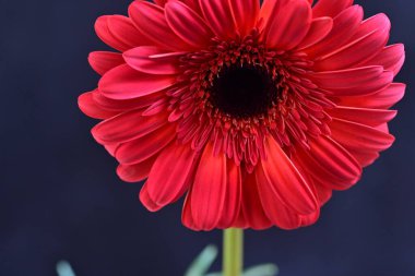 Koyu arkaplanda güzel kırmızı Gerbera çiçeğinin yakın plan görüntüsü