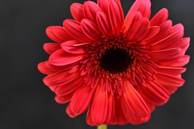 Koyu arkaplanda güzel kırmızı Gerbera çiçeğinin yakın plan görüntüsü