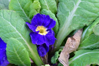 Bahçedeki mavi çiçek