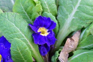 Mavi ve mor çiçeğe yaklaş