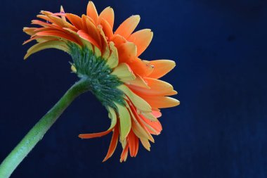 Koyu arkaplanda güzel turuncu gerbera çiçeğinin yakın plan görüntüsü