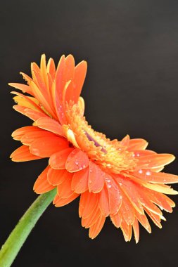 Koyu arkaplanda güzel turuncu gerbera çiçeğinin yakın plan görüntüsü