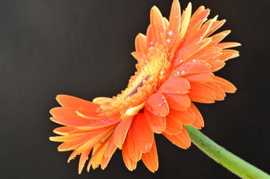 Koyu arkaplanda güzel turuncu gerbera çiçeğinin yakın plan görüntüsü