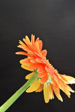 Koyu arkaplanda güzel turuncu gerbera çiçeğinin yakın plan görüntüsü