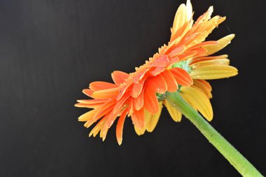 Koyu arkaplanda güzel turuncu gerbera çiçeğinin yakın plan görüntüsü