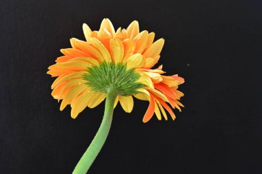 Koyu arkaplanda güzel turuncu gerbera çiçeğinin yakın plan görüntüsü