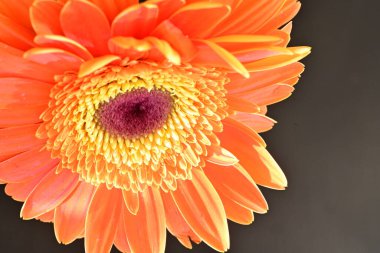 Koyu arkaplanda güzel turuncu gerbera çiçeğinin yakın plan görüntüsü