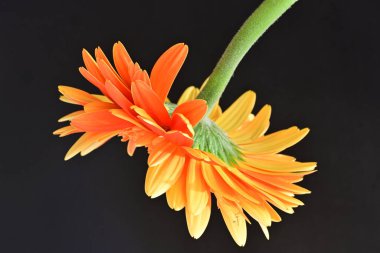 Koyu arkaplanda güzel turuncu gerbera çiçeğinin yakın plan görüntüsü