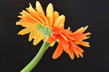 Koyu arkaplanda güzel turuncu gerbera çiçeğinin yakın plan görüntüsü