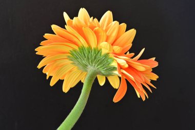 Koyu arkaplanda güzel turuncu gerbera çiçeğinin yakın plan görüntüsü