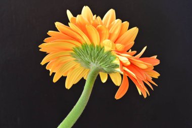 Koyu arkaplanda güzel turuncu gerbera çiçeğinin yakın plan görüntüsü