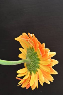 Koyu arkaplanda güzel turuncu gerbera çiçeğinin yakın plan görüntüsü