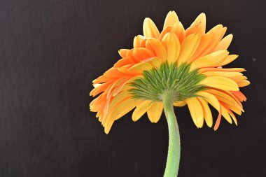 Koyu arkaplanda güzel turuncu gerbera çiçeğinin yakın plan görüntüsü