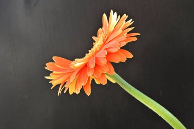Koyu arkaplanda güzel turuncu gerbera çiçeğinin yakın plan görüntüsü