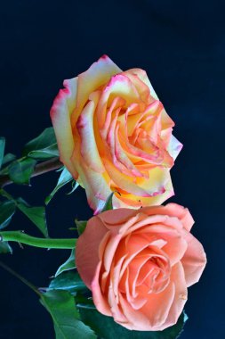 Siyah arka planda pembe gül çiçekleri