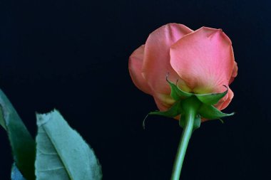 Siyah arka planda pembe gül çiçeği