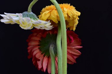 Koyu arkaplanda güzel Gerbera çiçekleri 