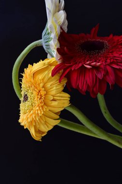 Koyu arkaplanda güzel Gerbera çiçekleri 