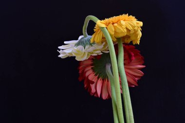 Koyu arkaplanda güzel Gerbera çiçekleri 