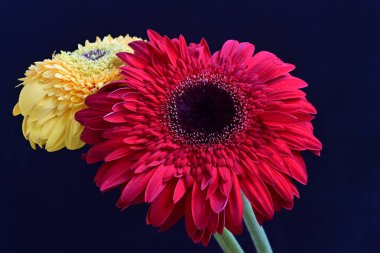 Koyu arkaplanda güzel Gerbera çiçekleri 