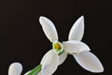 Siyah arkaplan üzerinde kardamlaları çiçek yakın görünüm 