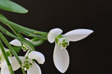 Siyah arkaplan üzerinde kardamlaları çiçek yakın görünüm 