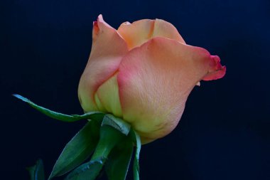 Siyah arka planda güzel bir gül çiçeği