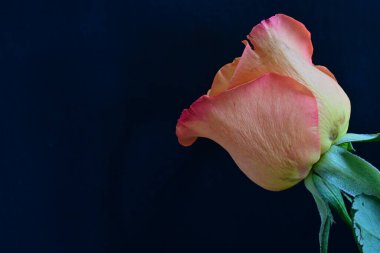 Siyah arka planda güzel bir gül çiçeği