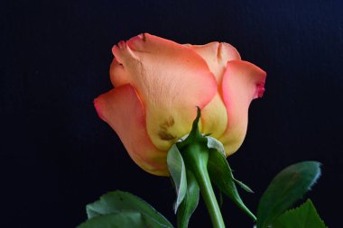 Siyah arka planda güzel bir gül çiçeği