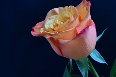 Siyah arka planda güzel bir gül çiçeği