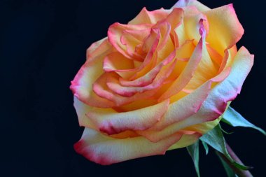 Siyah arka planda güzel bir gül çiçeği