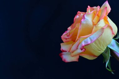 Siyah arka planda güzel bir gül çiçeği