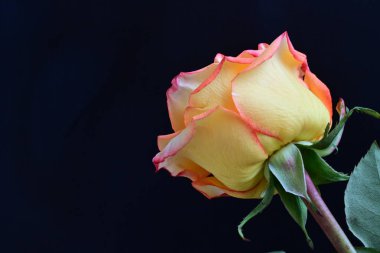 Siyah arka planda güzel bir gül çiçeği