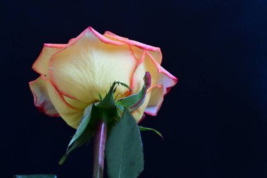 Siyah arka planda güzel bir gül çiçeği