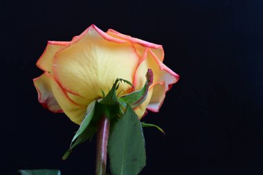 Siyah arka planda güzel bir gül çiçeği