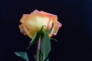 Siyah arka planda güzel bir gül çiçeği