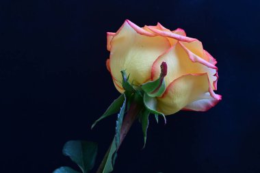 Siyah arka planda güzel bir gül çiçeği