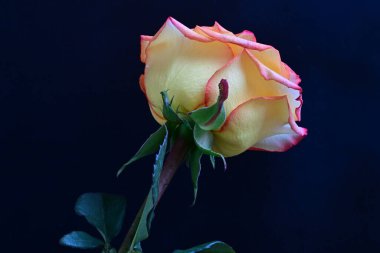 Siyah arka planda güzel bir gül çiçeği