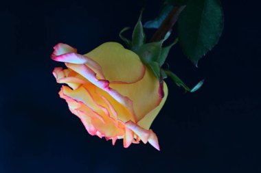 Siyah arka planda güzel bir gül çiçeği