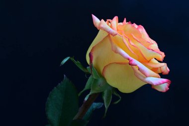 Siyah arka planda güzel bir gül çiçeği