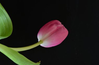 Siyah arka planda güzel bir lale çiçeği